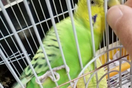 鹦鹉多大会反刍
