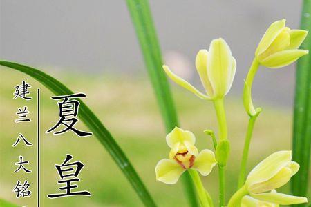 兰花的叶子为什么变红了
