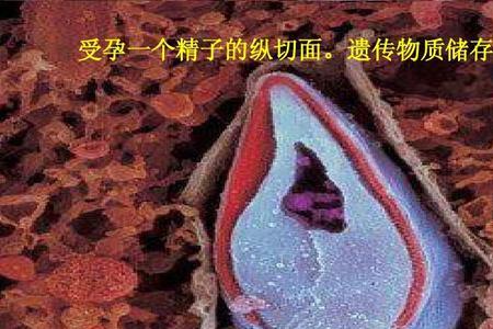怀孕是生物课的内容吗