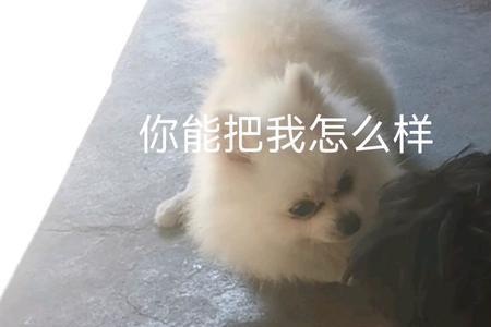 逗你玩的意思