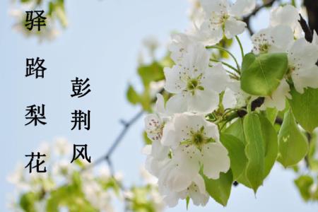 驿路梨花中写了梨花的哪几件事
