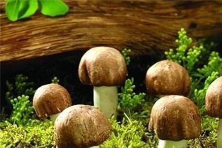 蘑菇早上几点出来