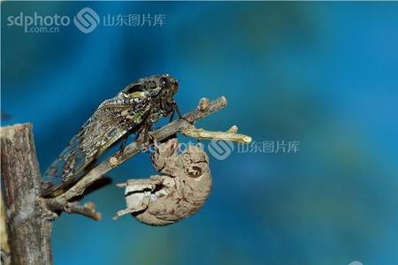 寒蝉和蝉鸣的区别