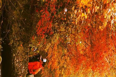 抒秋意是什么意思