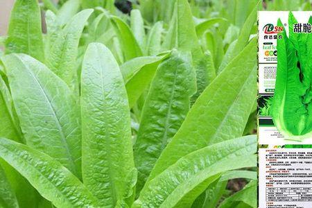 米香油麦菜如何播种