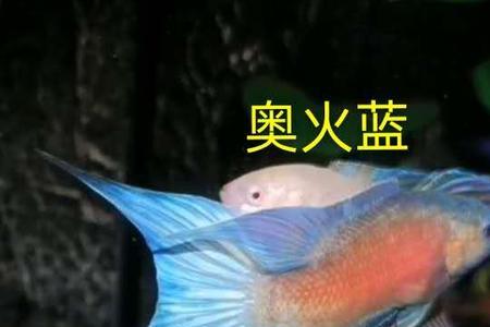 国斗无纹蓝是濒危物种