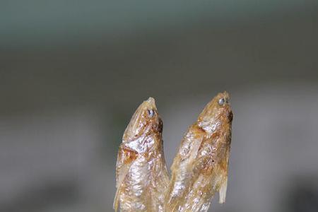 小毛鱼怎么清洗