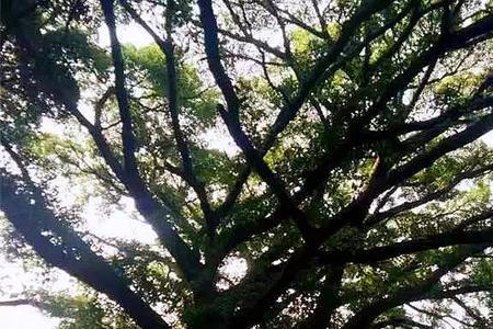 池塘下的榕树边歌词是什么意思