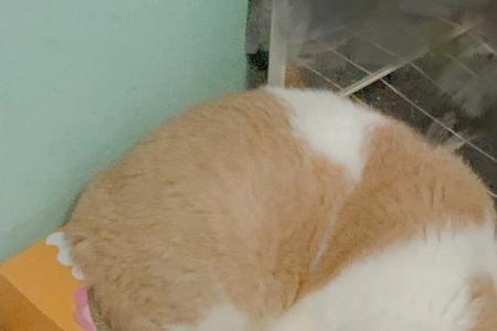 猫咪为什么尿在窝里
