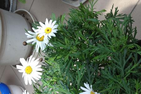 菊花叶子蔫了怎么办