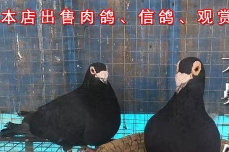 大鼻子弯嘴是信鸽吗