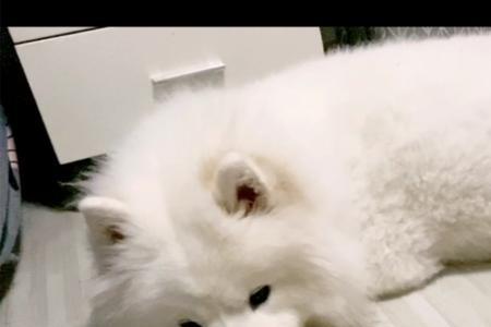狗狗躺着老哼哼怎么回事