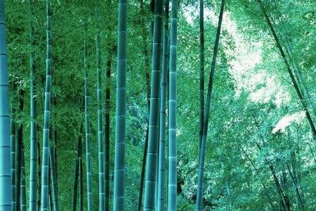 青竹和朱竹区别