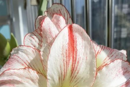 朱顶红花芽和花剑区别