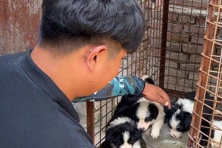 边牧拔河它为什么急眼