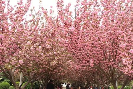 长安区樱花广场开放时间