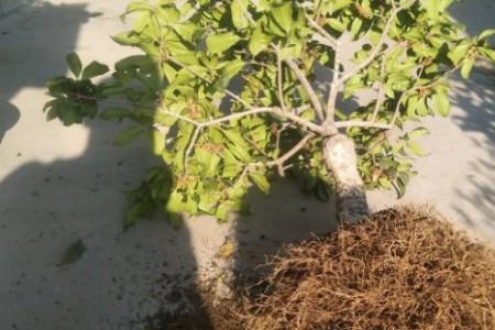 桂花树的根系影响墙体吗