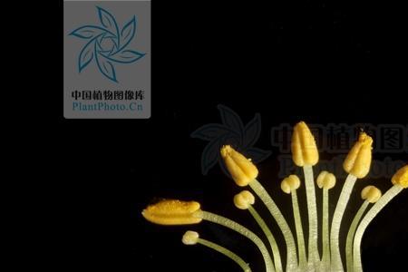 三吉利是什么肉