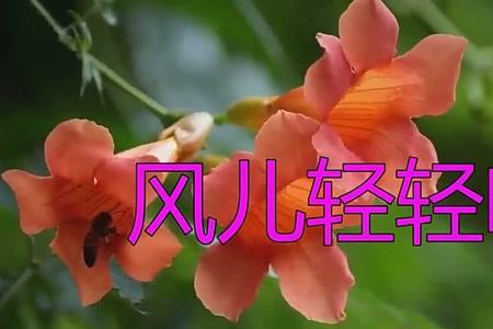 歌词是风儿轻轻的吹求歌名