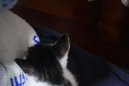 hlkt是哪国的猫