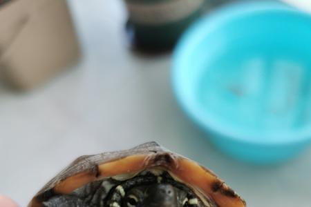 龟休息时脚向后翘正常吗