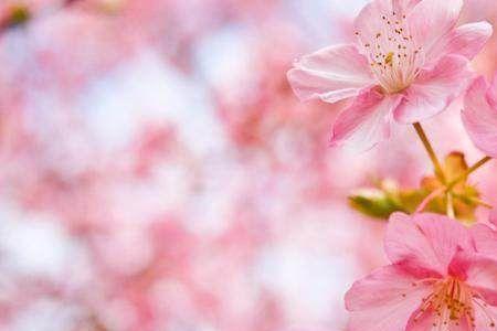 四大桃花是什么意思啊
