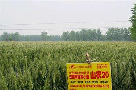 山农2号小麦品种怎么样