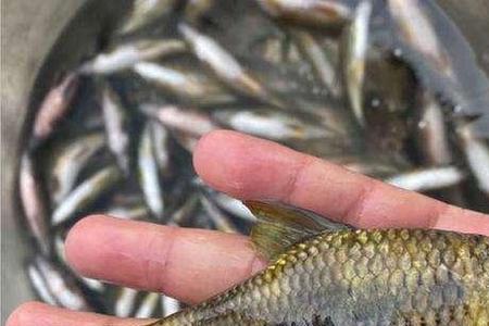 河里天生就有鱼吗