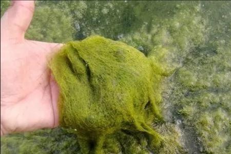 鱼身上有青苔是什么原因