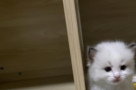 浦东机场接猫流程