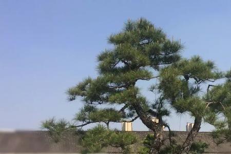 山松产地