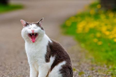 人什么年纪最适合养猫