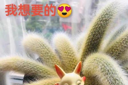 九尾狐多肉开花只有一天正常吗