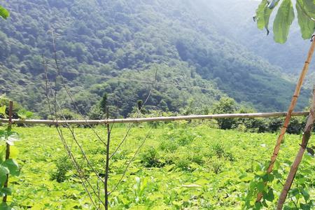 白附子种植方法和时间