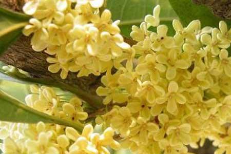 结果子的桂花树是什么品种