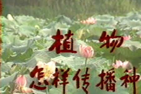 植物妈妈怎么播种子