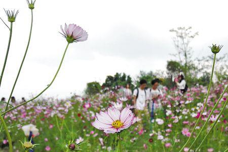 中山山花是什么