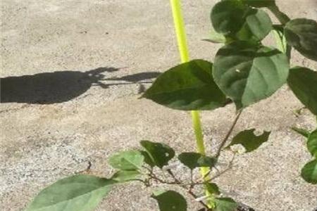 水插的三角梅枝条要多长