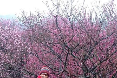 那片香雪海都有谁