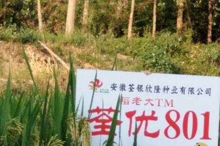 荃两优银丝水稻品种介绍