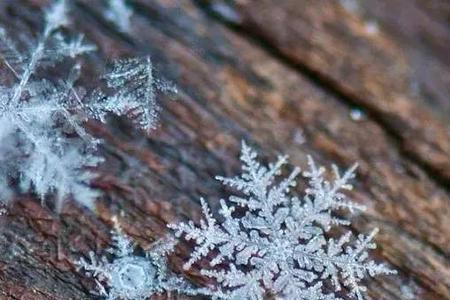 最后一片雪花是什么意思