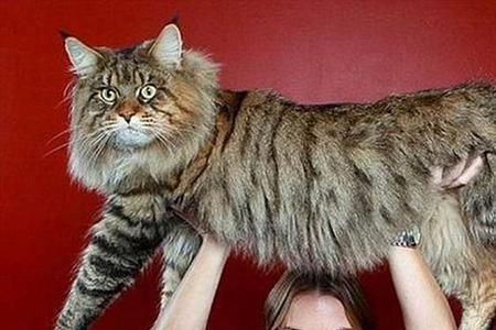 世界名猫排行榜前十