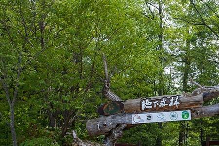地下森林门票