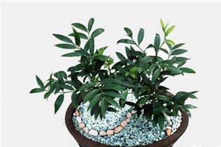 竹柏盆栽种植方法