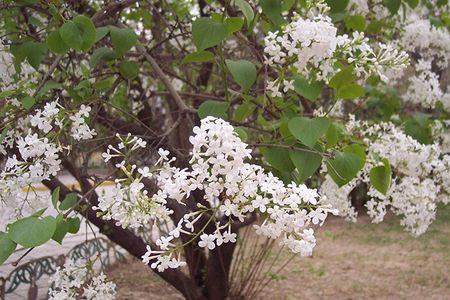 丁香树陜西关中庭院可以种植嗎