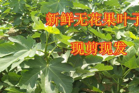 新鲜无花果叶怎么储存
