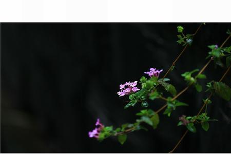 清明时节雨纷纷改成长短句