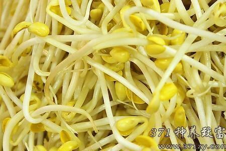 黄豆芽粗的好细的好