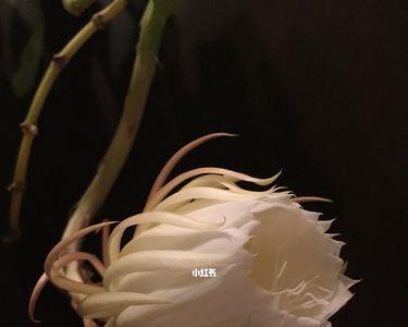 昙花一现是什么动物的属相