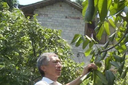 核桃树怎样落头